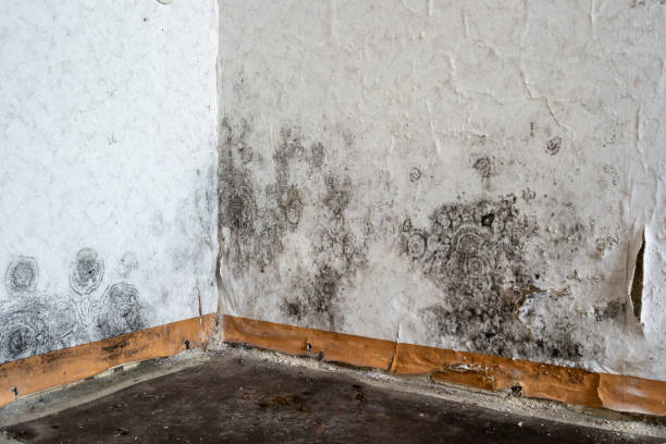 Best Same-Day Mold Removal  in Mayodan, NC